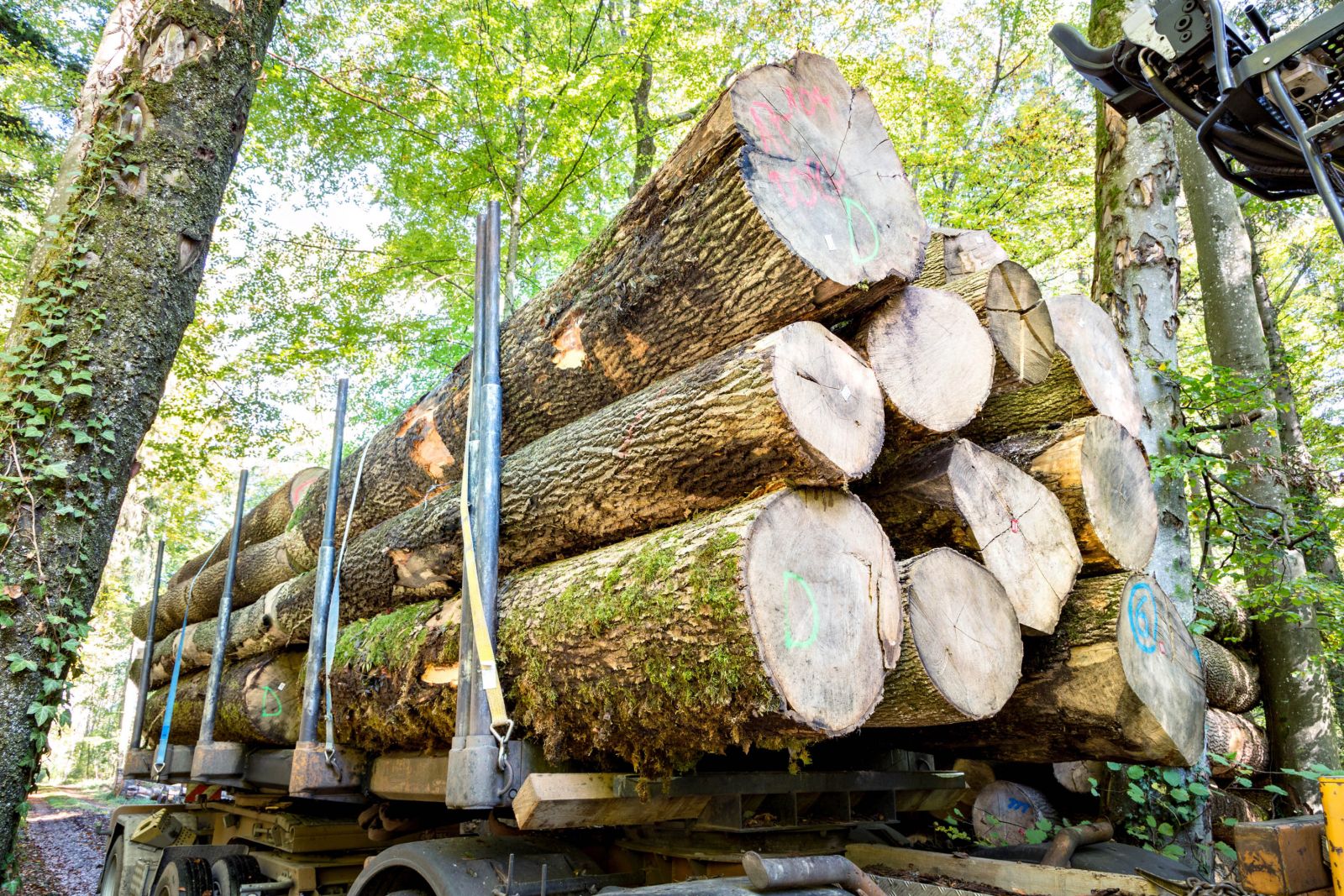 Log wood of Beerli Holzwaren AG.